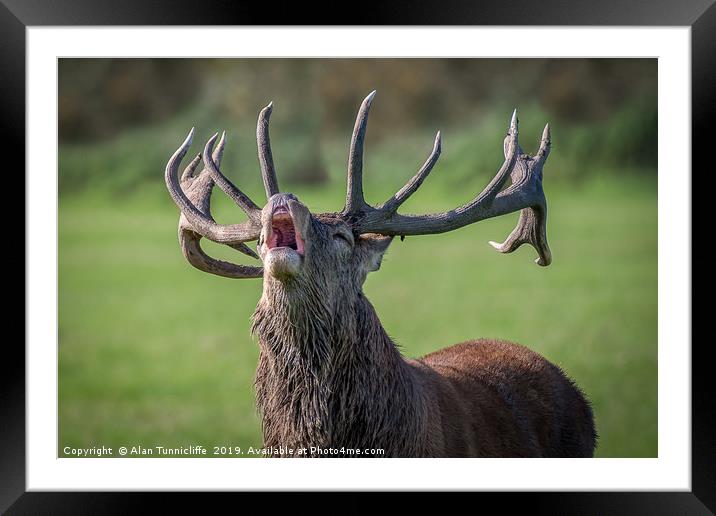 Bellowing red deer Framed Mounted Print by Alan Tunnicliffe