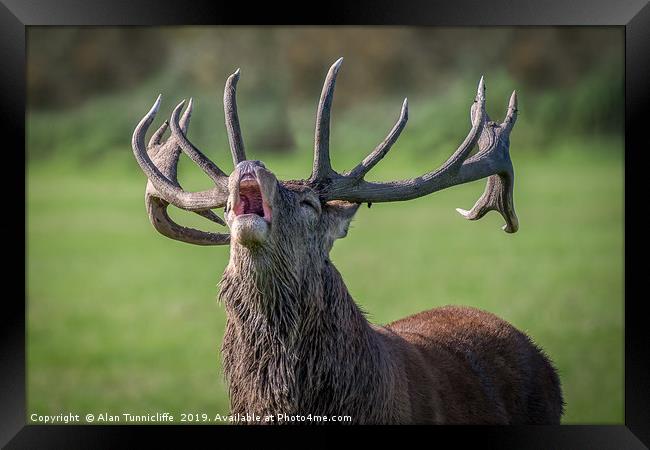 Bellowing red deer Framed Print by Alan Tunnicliffe