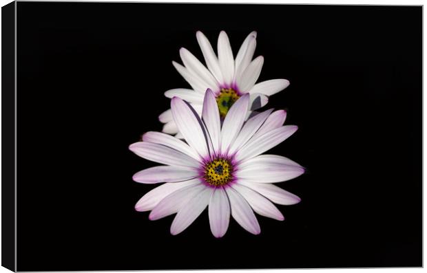Purple Tipped Daisies Canvas Print by Sue Fleming