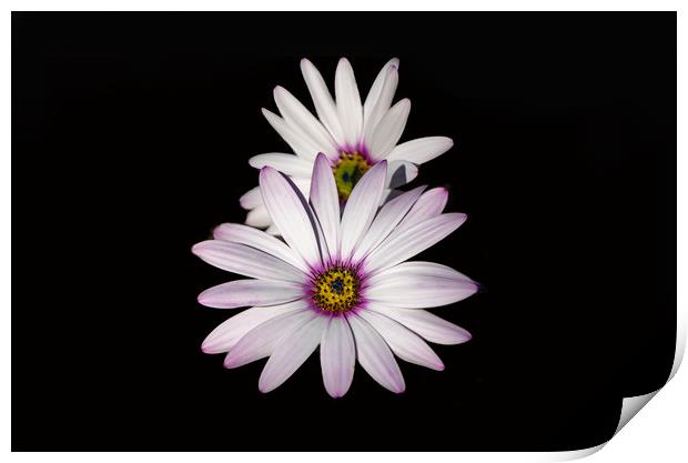 Purple Tipped Daisies Print by Sue Fleming
