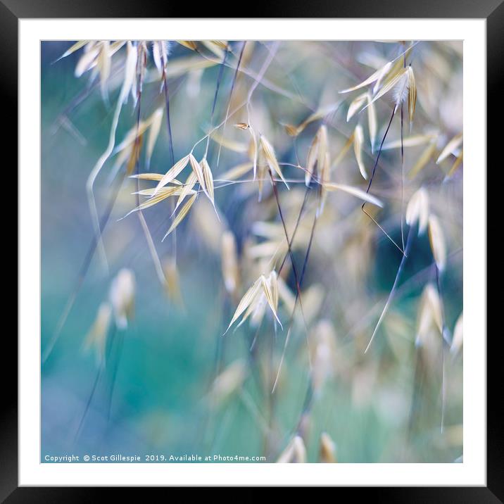 Grass Triptych Centre Framed Mounted Print by Scot Gillespie