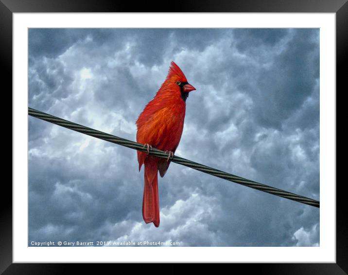 A Bird On A Wire. Framed Mounted Print by Gary Barratt