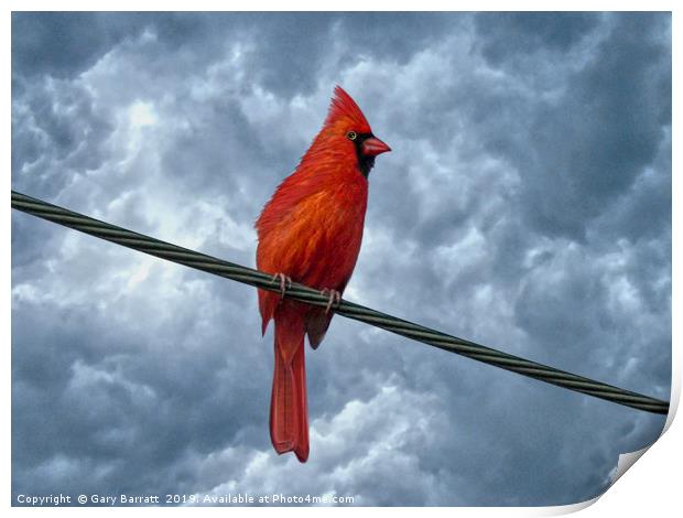 A Bird On A Wire. Print by Gary Barratt