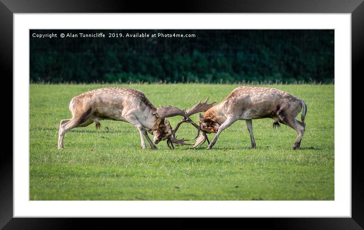 Fallow deer fighting Framed Mounted Print by Alan Tunnicliffe