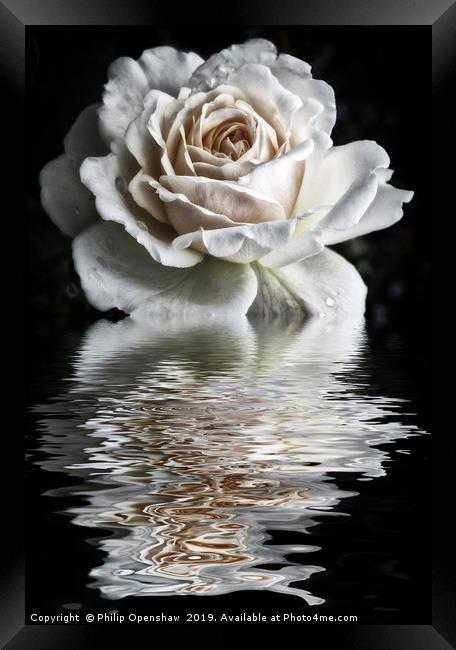 Reflected White Rose Framed Print by Philip Openshaw