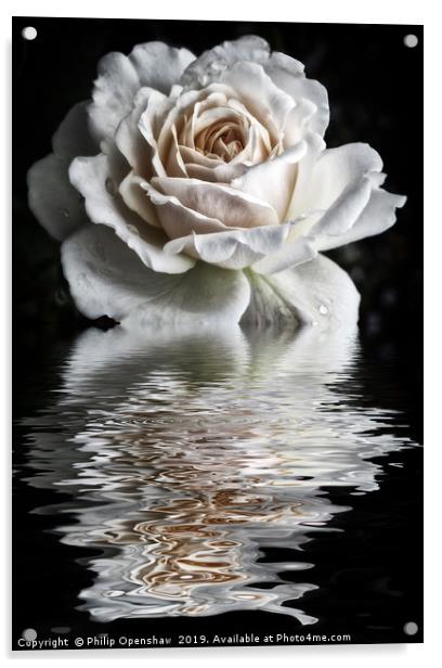 Reflected White Rose Acrylic by Philip Openshaw