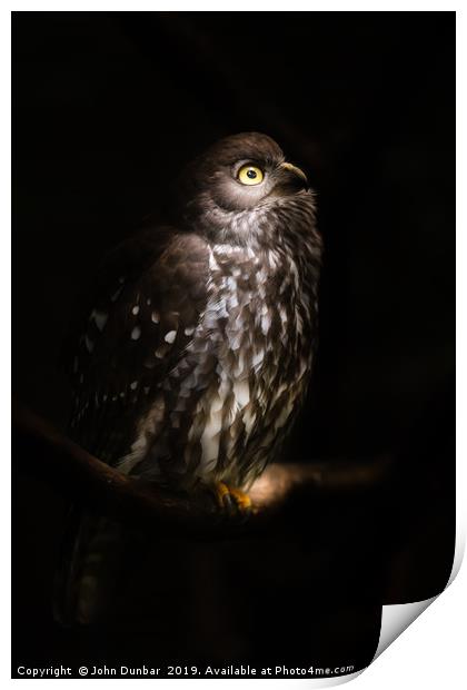 Barking Owl Print by John Dunbar