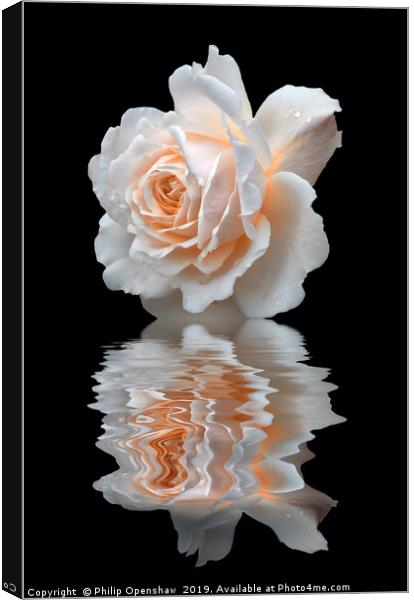 pale white rose reflected on black water Canvas Print by Philip Openshaw