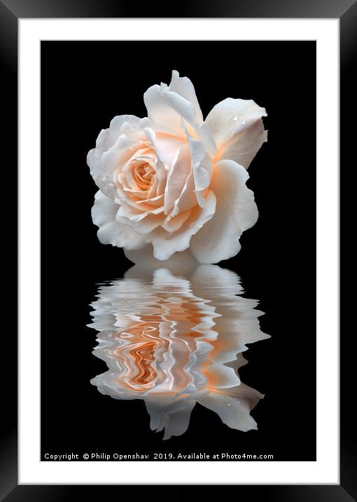pale white rose reflected on black water Framed Mounted Print by Philip Openshaw