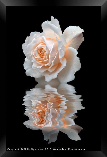 pale white rose reflected on black water Framed Print by Philip Openshaw