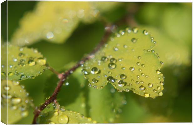 water droplets on leafs  Canvas Print by zoe knight
