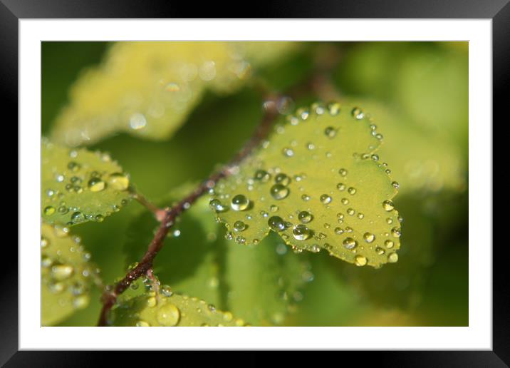 water droplets on leafs  Framed Mounted Print by zoe knight