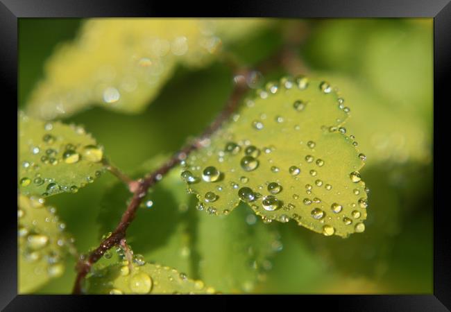 water droplets on leafs  Framed Print by zoe knight