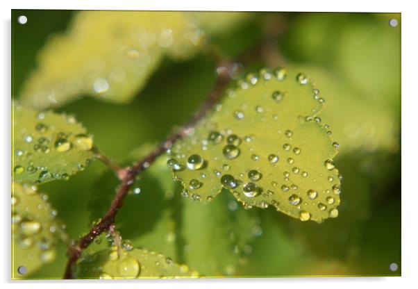 water droplets on leafs  Acrylic by zoe knight