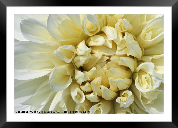 White Dahlia flower close up Framed Mounted Print by John Biglin