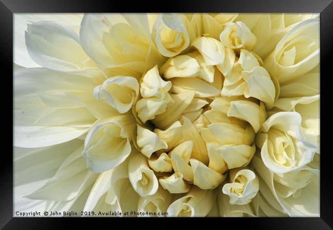 White Dahlia flower close up Framed Print by John Biglin