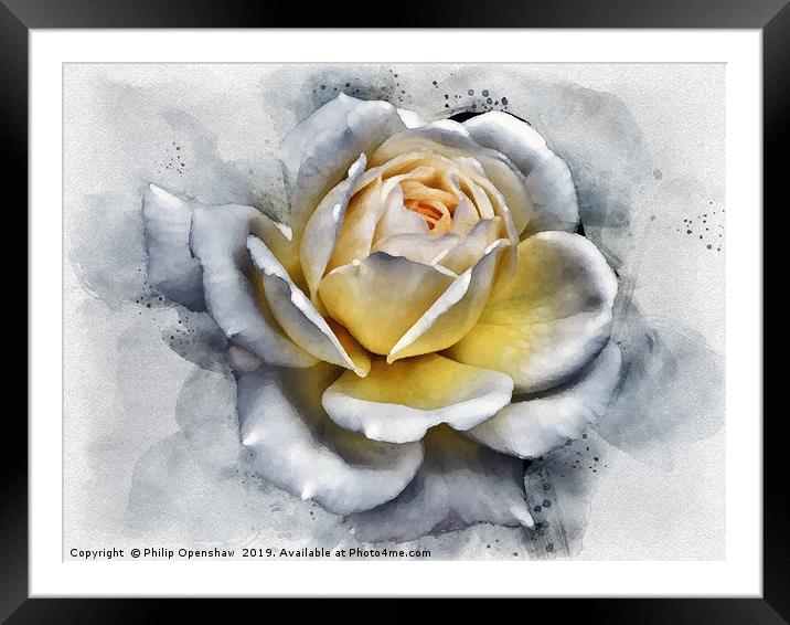 watercolor painting of a large white rose with glo Framed Mounted Print by Philip Openshaw
