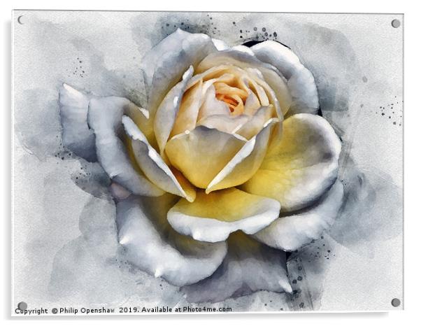 watercolor painting of a large white rose with glo Acrylic by Philip Openshaw