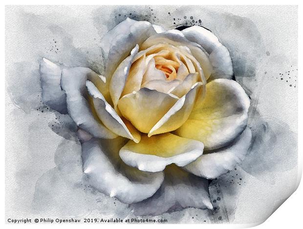 watercolor painting of a large white rose with glo Print by Philip Openshaw
