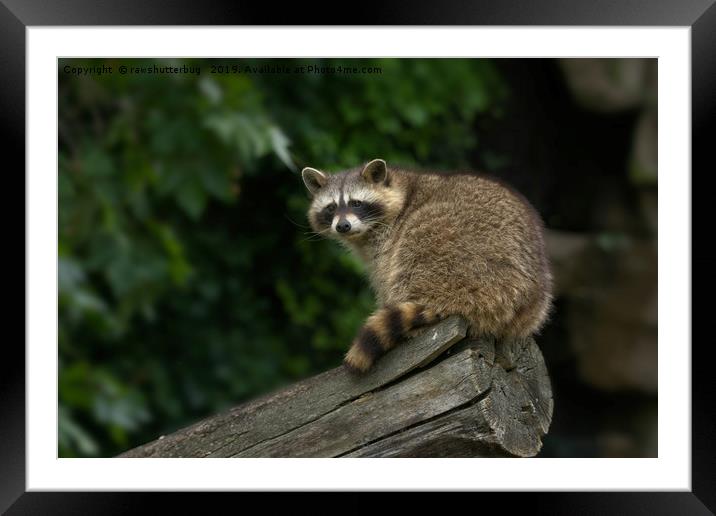 Raccoon On A Log Framed Mounted Print by rawshutterbug 