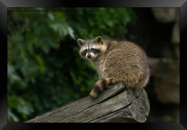 Raccoon On A Log Framed Print by rawshutterbug 