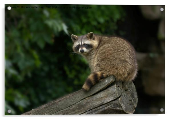Raccoon On A Log Acrylic by rawshutterbug 