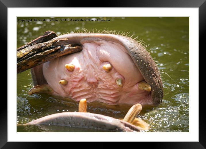 Hippo Toothpick Framed Mounted Print by rawshutterbug 