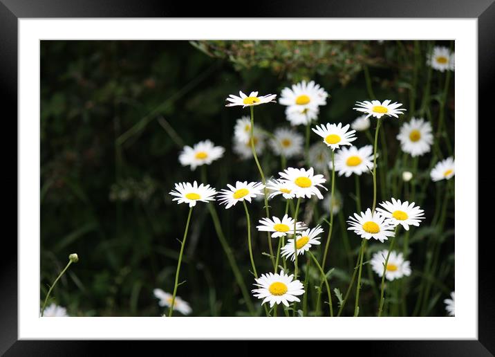 Daisys Framed Mounted Print by zoe knight