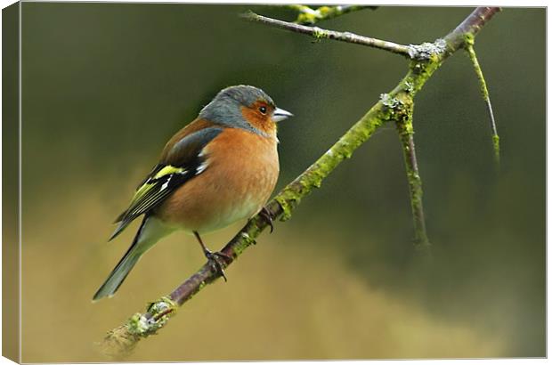 Chaffinch Canvas Print by Jacqi Elmslie