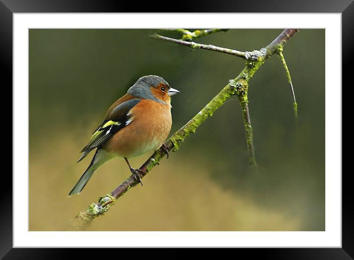Chaffinch Framed Mounted Print by Jacqi Elmslie