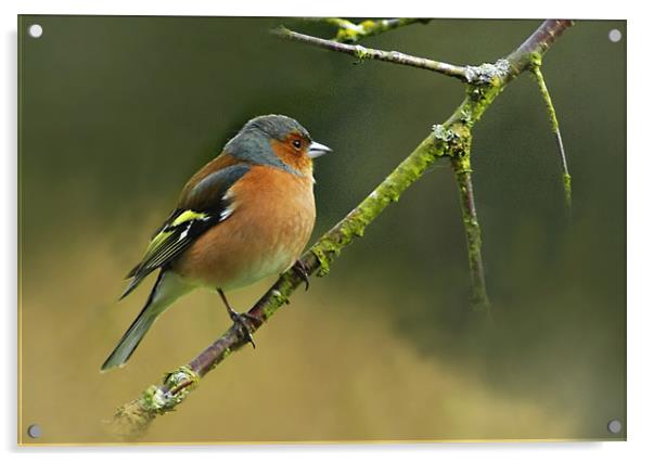 Chaffinch Acrylic by Jacqi Elmslie