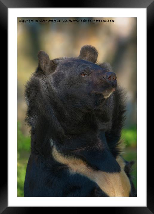 Sloth Bear Framed Mounted Print by rawshutterbug 