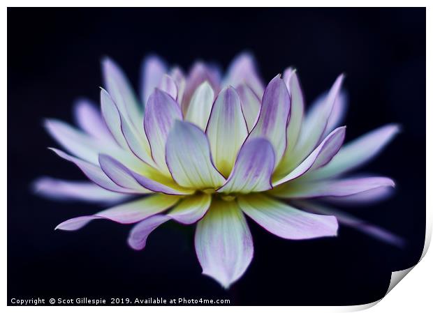 Water lily dahlia  Print by Scot Gillespie