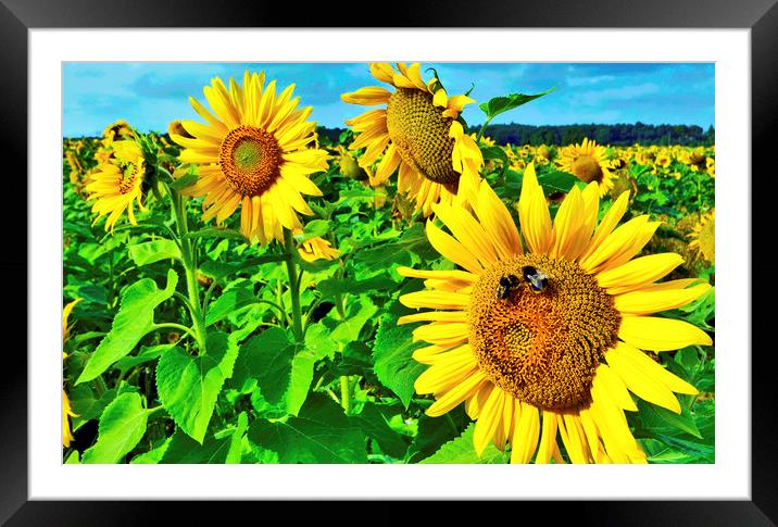 Bees on Sunflower Framed Mounted Print by Darren Burroughs
