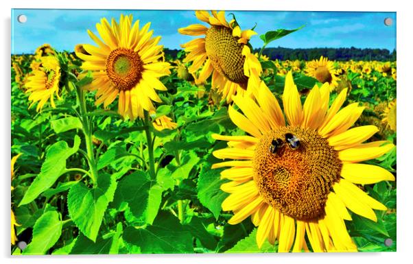 Bees on Sunflower Acrylic by Darren Burroughs