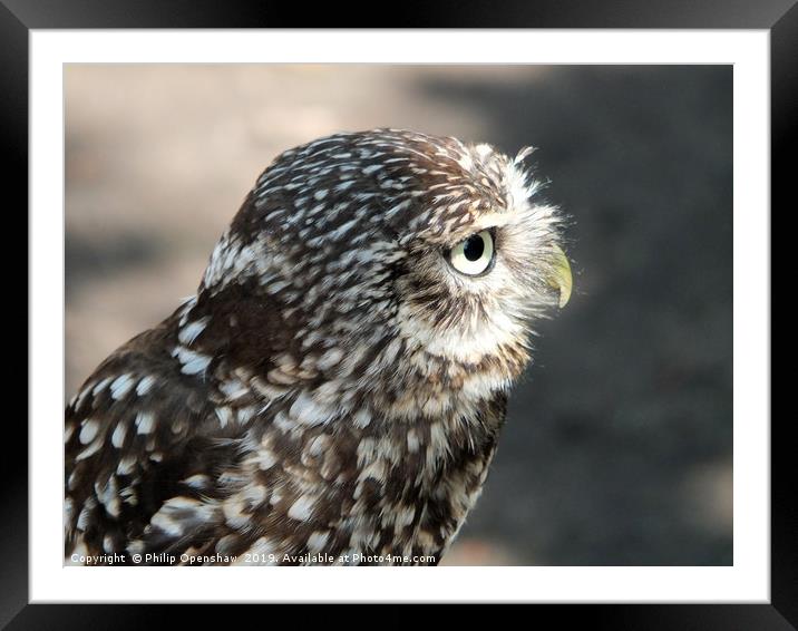 little owl in close up profile Framed Mounted Print by Philip Openshaw