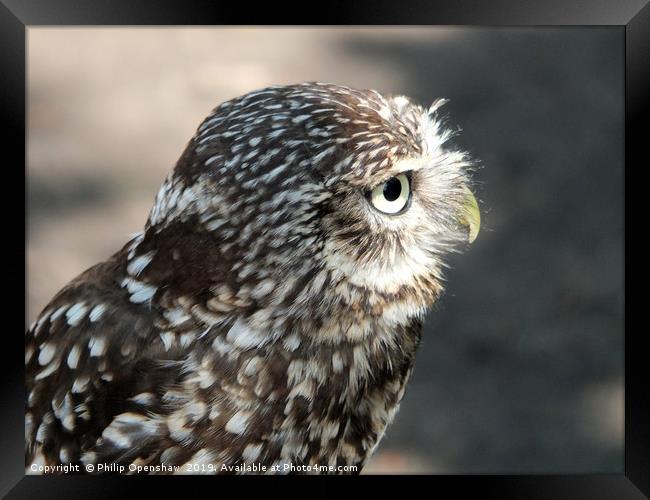 little owl in close up profile Framed Print by Philip Openshaw