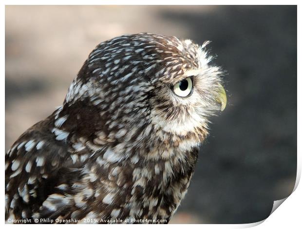 little owl in close up profile Print by Philip Openshaw
