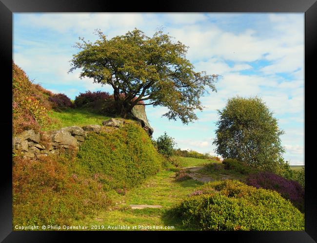 high moorland grass path in yorkshire with heather Framed Print by Philip Openshaw