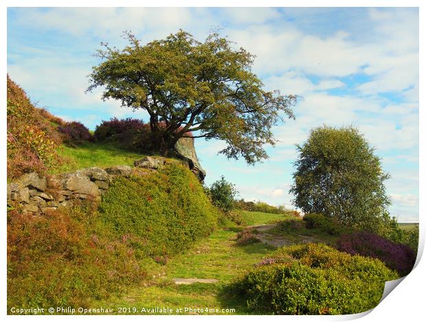high moorland grass path in yorkshire with heather Print by Philip Openshaw