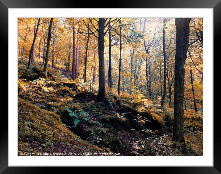 sunlit woodland in early autumn Framed Mounted Print by Philip Openshaw