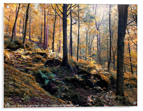 sunlit woodland in early autumn Acrylic by Philip Openshaw