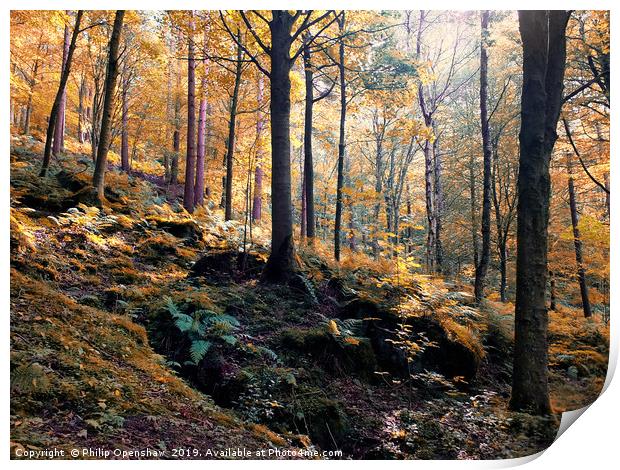 sunlit woodland in early autumn Print by Philip Openshaw