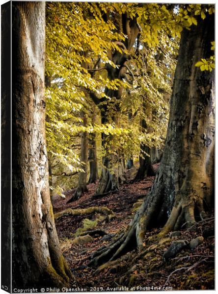 between beech trees Canvas Print by Philip Openshaw