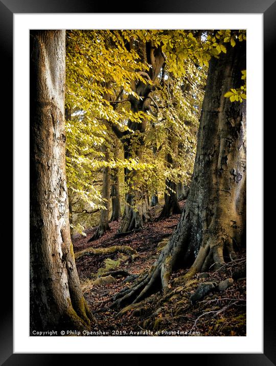 between beech trees Framed Mounted Print by Philip Openshaw