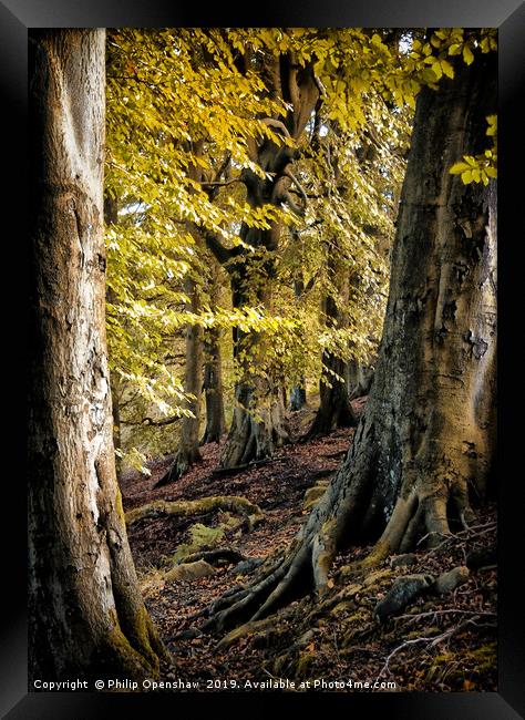 between beech trees Framed Print by Philip Openshaw