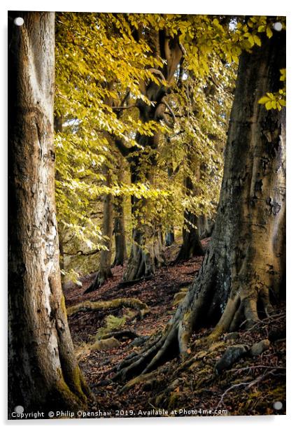 between beech trees Acrylic by Philip Openshaw