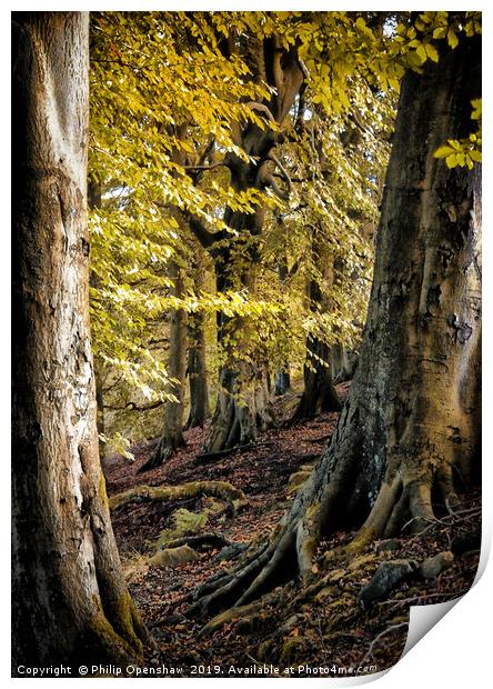 between beech trees Print by Philip Openshaw