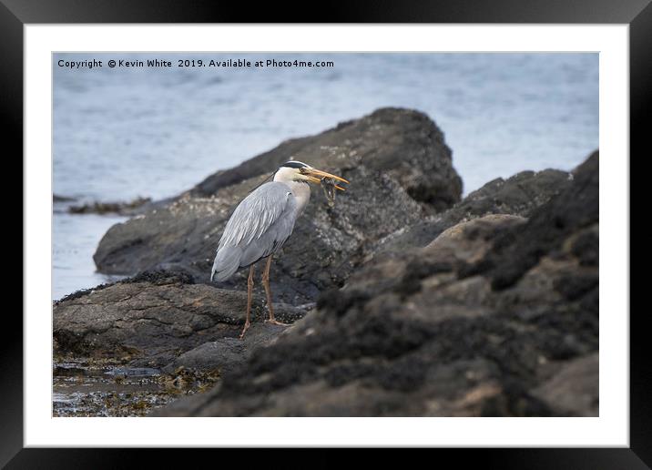 Heron fishing on beach Framed Mounted Print by Kevin White