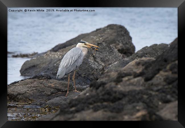 Heron fishing on beach Framed Print by Kevin White